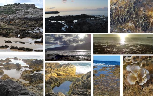 34 species of peracarids unique to the Atlantic islands discovered by CBMA researchers